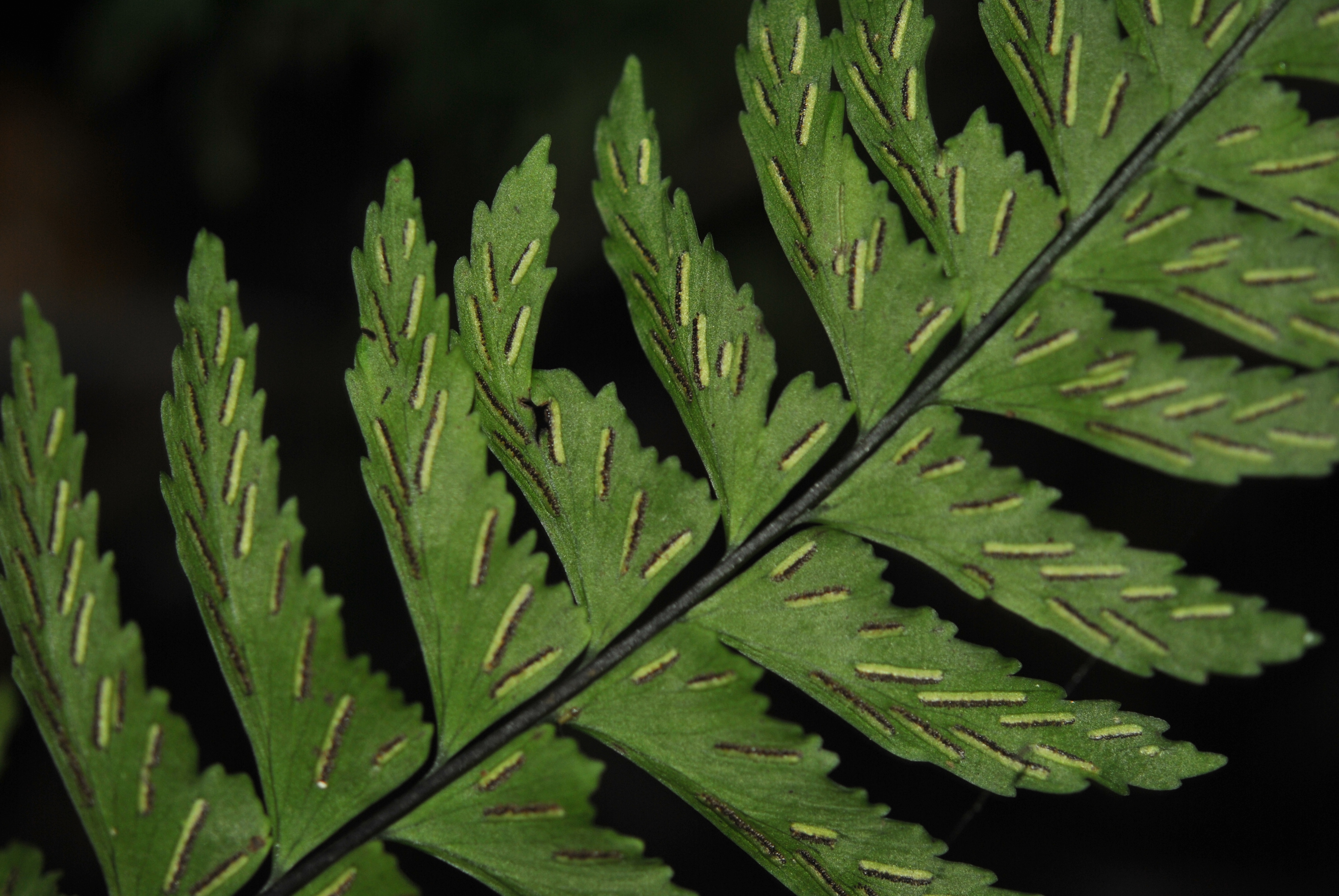 Hymenasplenium laetum