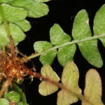 Blechnum laevigatum