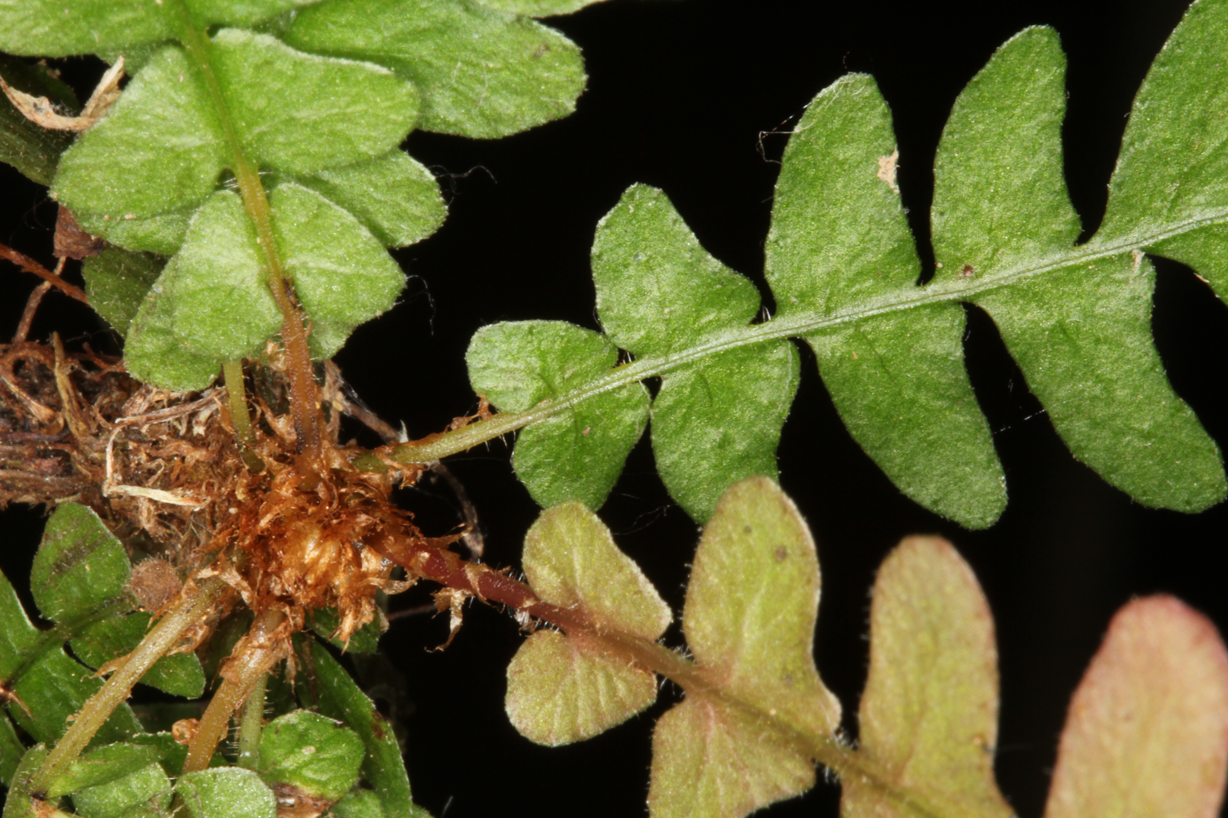 Blechnum laevigatum