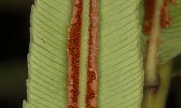 Telmatoblechnum serrulatum