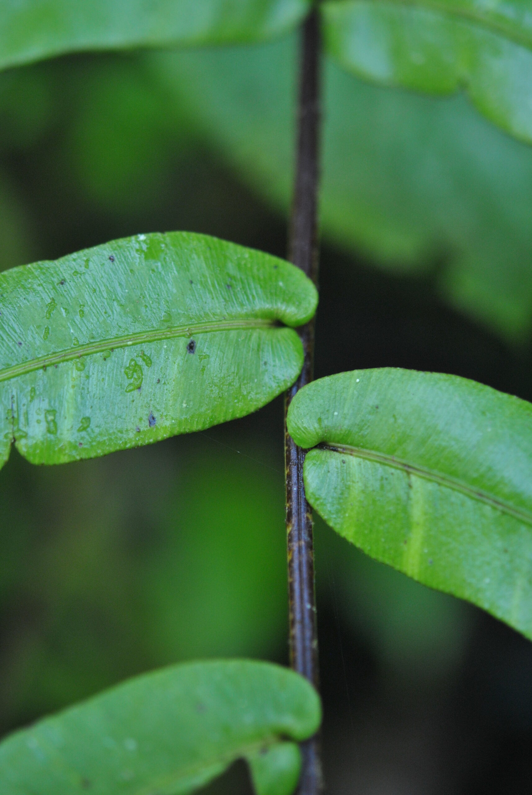Blechnum Sundue 3316 4