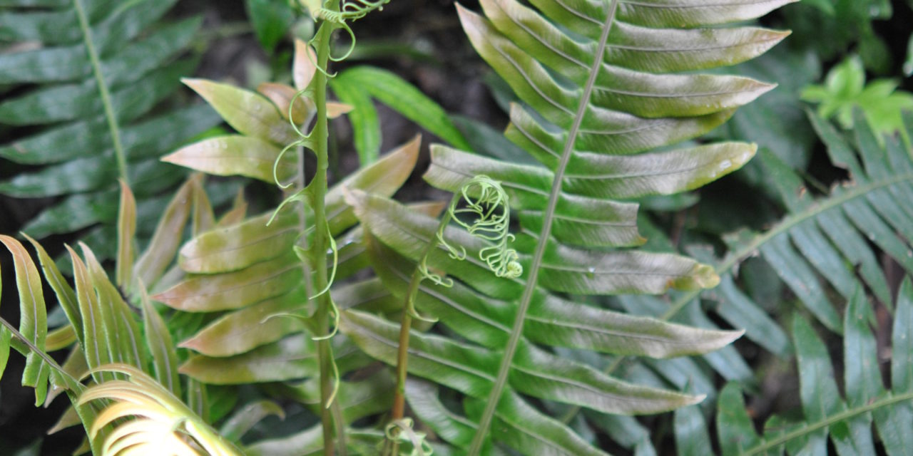 Austroblechnum divergens