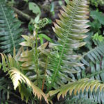 Austroblechnum divergens