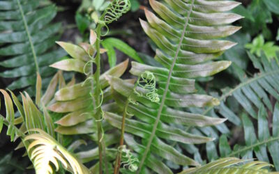 Austroblechnum divergens