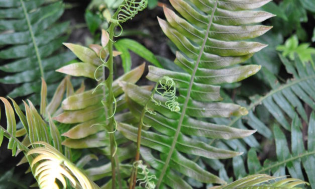 Austroblechnum divergens