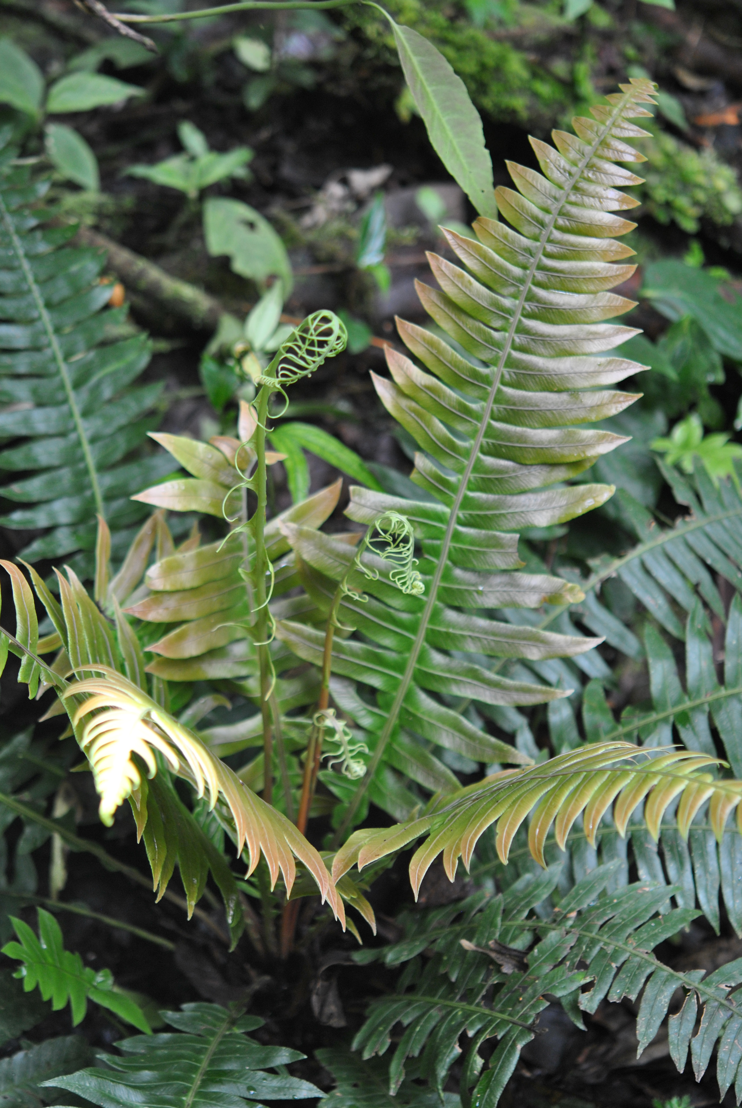 Austroblechnum divergens