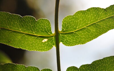 Blotiella lindeniana