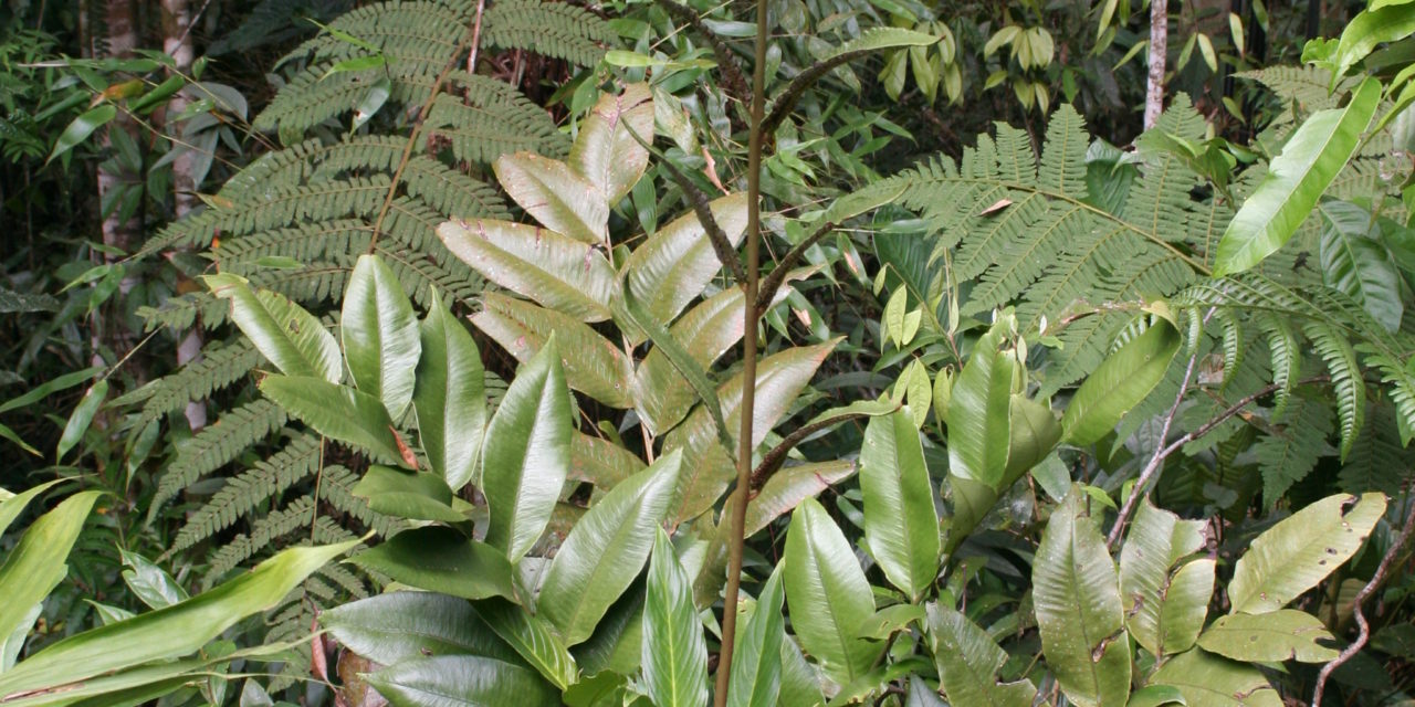 Cyclodium meniscioides