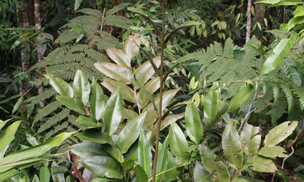 Cyclodium meniscioides