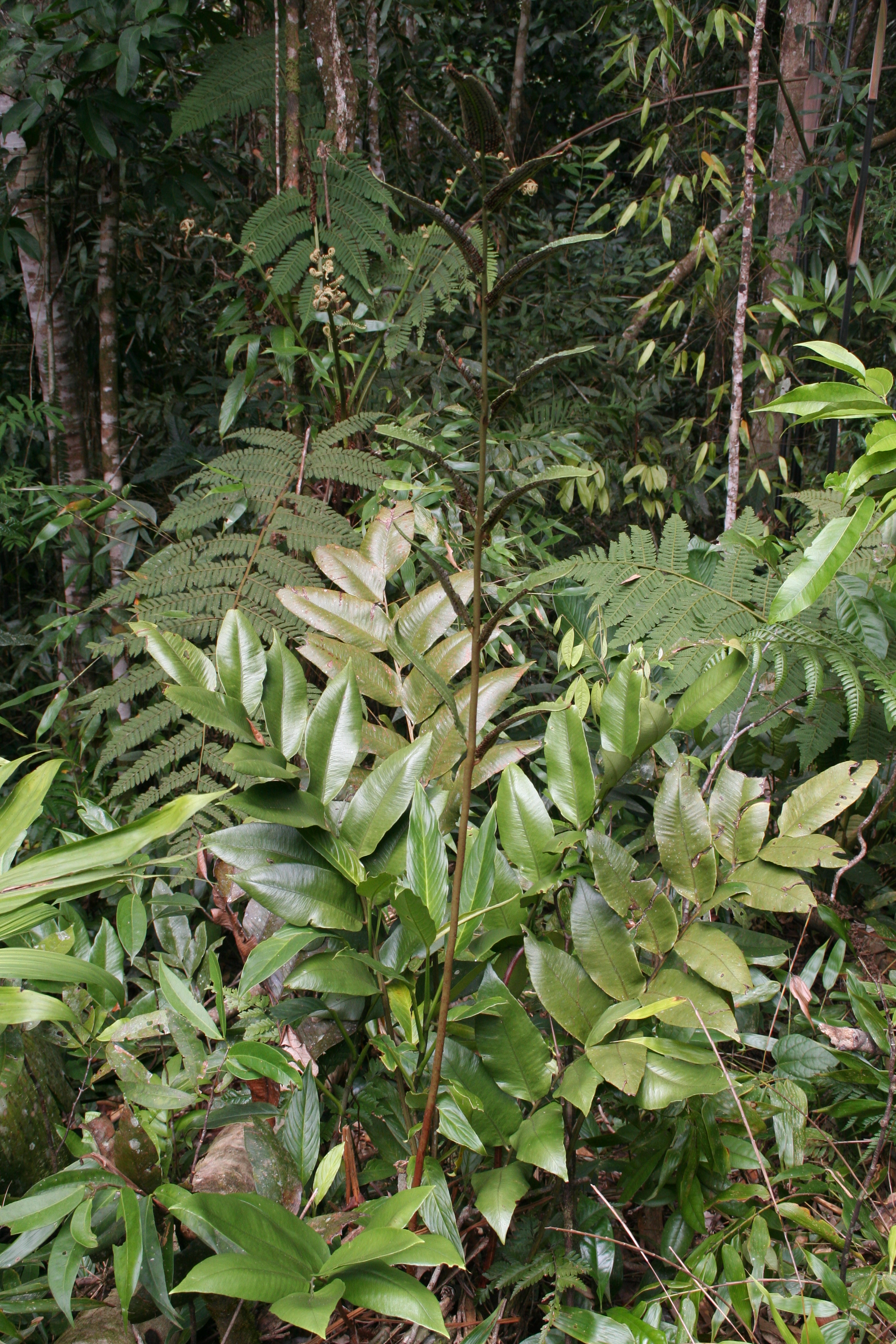 Cyclodium meniscioides