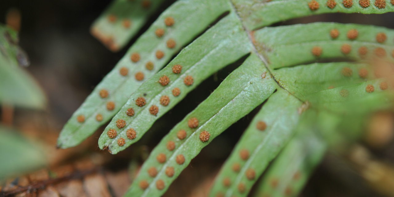 Ceradenia meridensis