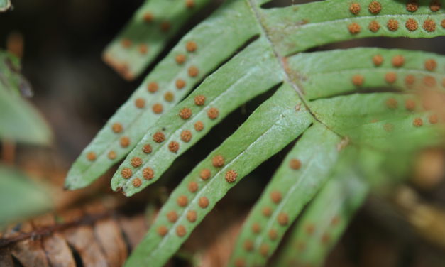 Ceradenia meridensis