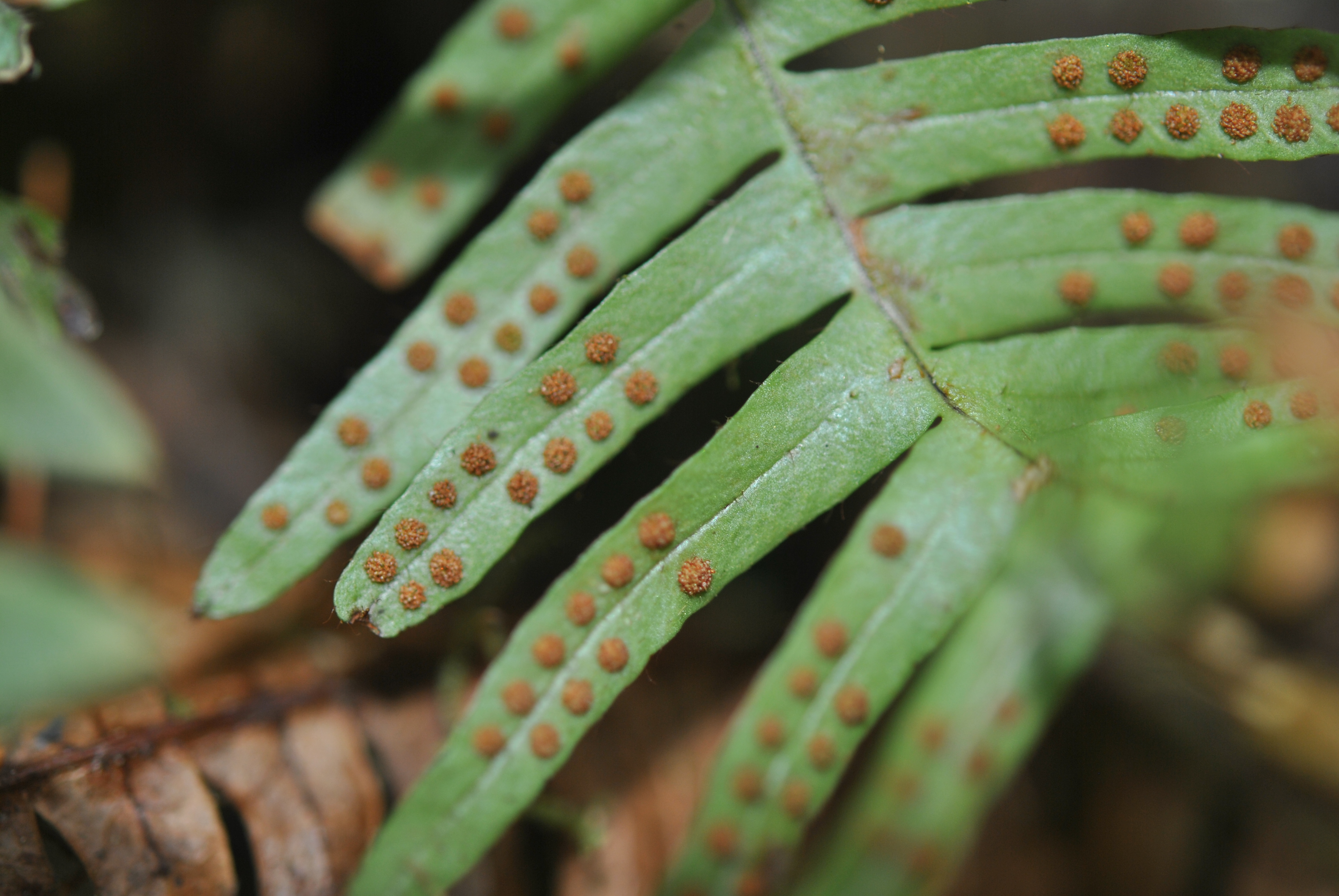 Ceradenia meridensis