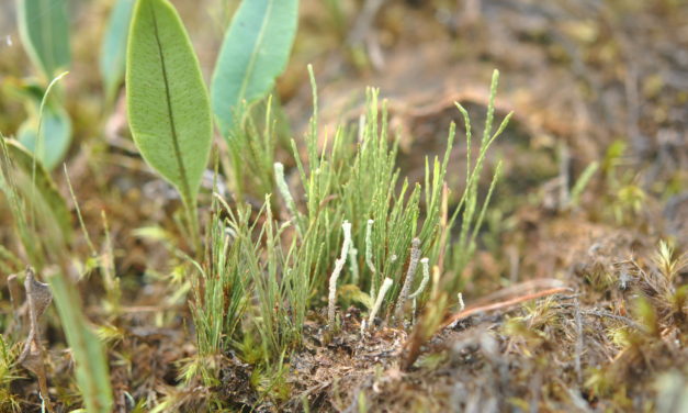 Cochlidium serrulatum