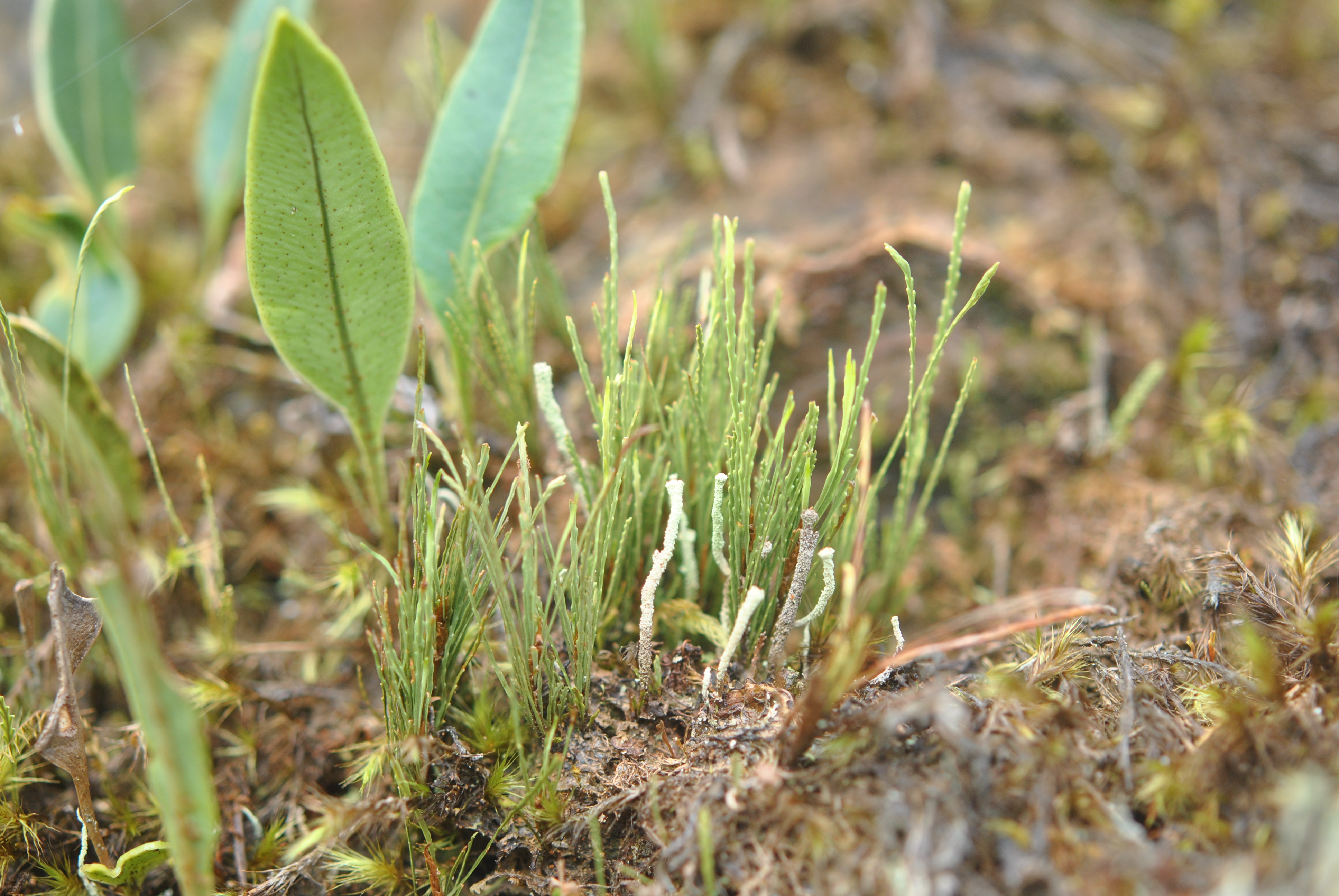 Cochlidium serrulatum