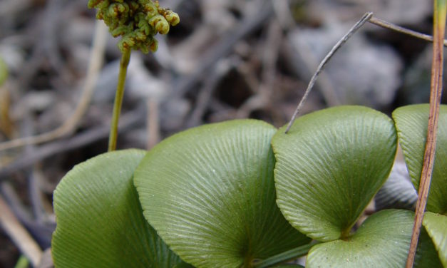 Anemia gardneri