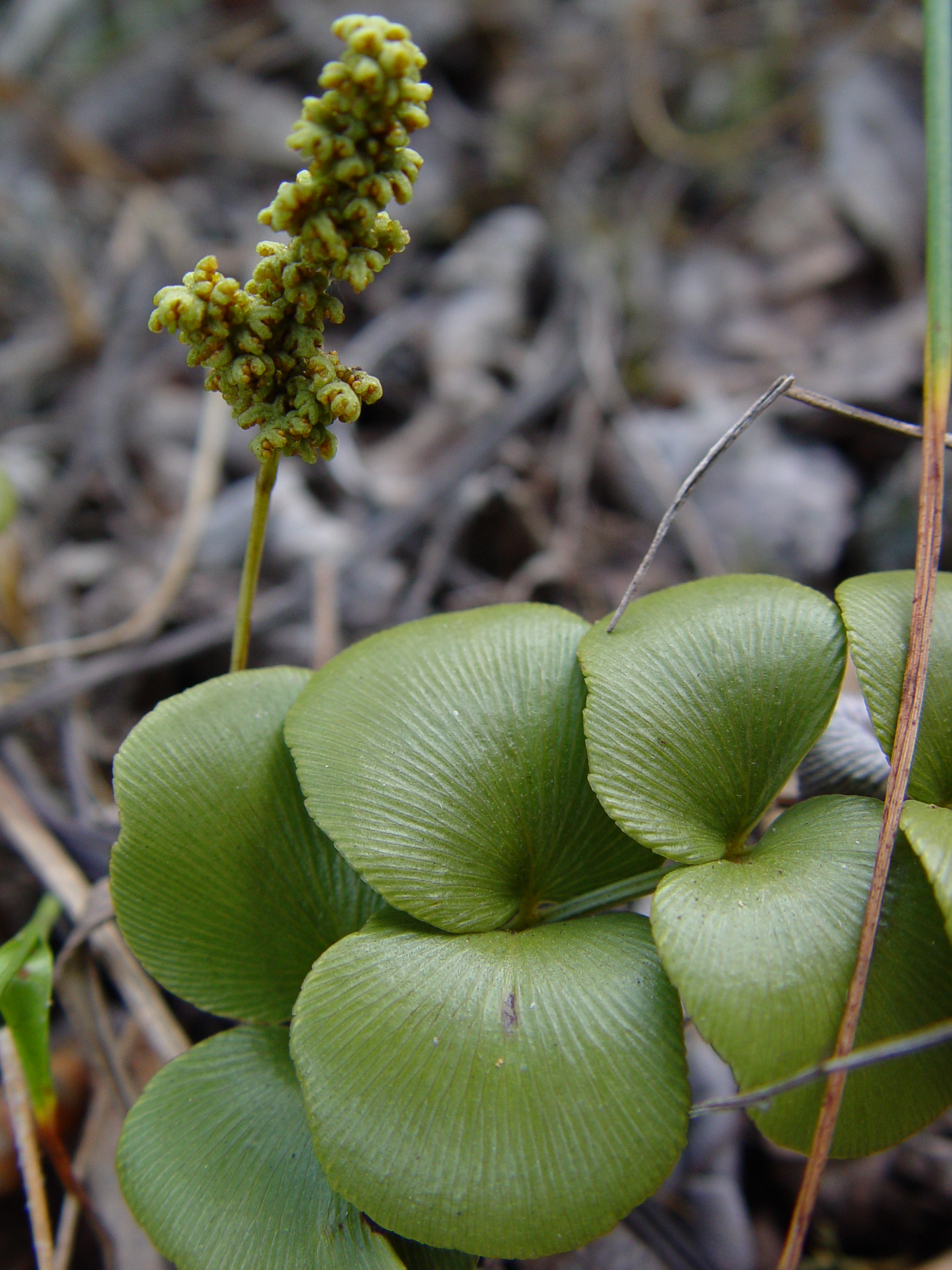 Anemia gardneri