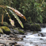 Ferns and Lycophytes of PNN Las Orquídeas Colombia