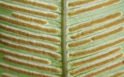 Desmophlebium lechleri