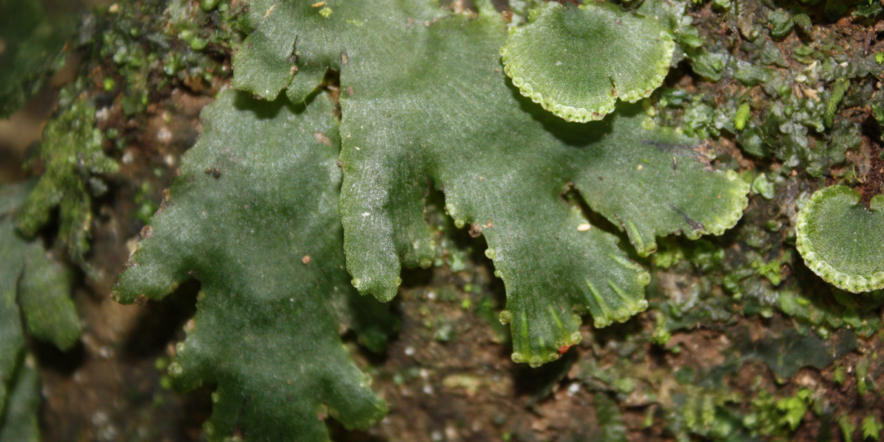 Didymoglossum membranaceum