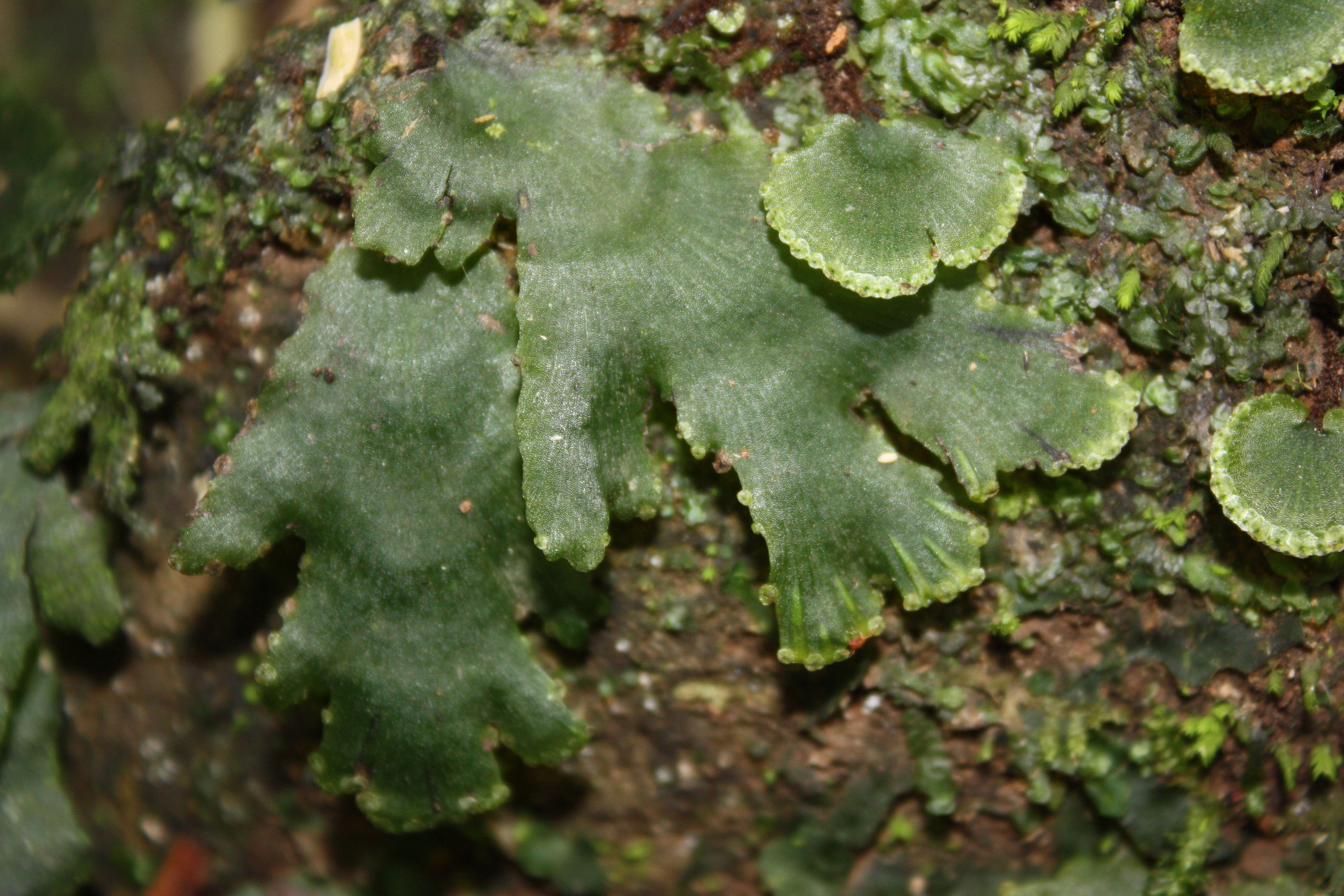 Didymoglossum membranaceum