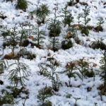 Dendrolycopodium obscurum