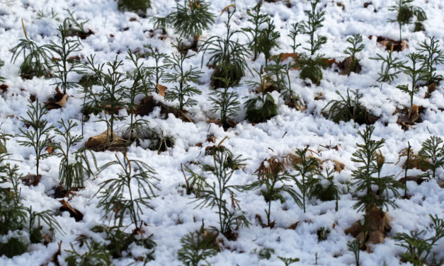 Dendrolycopodium obscurum