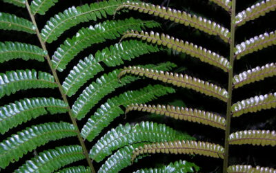 Didymochlaena truncatula