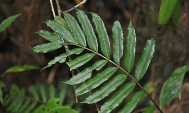 Danaea moritziana