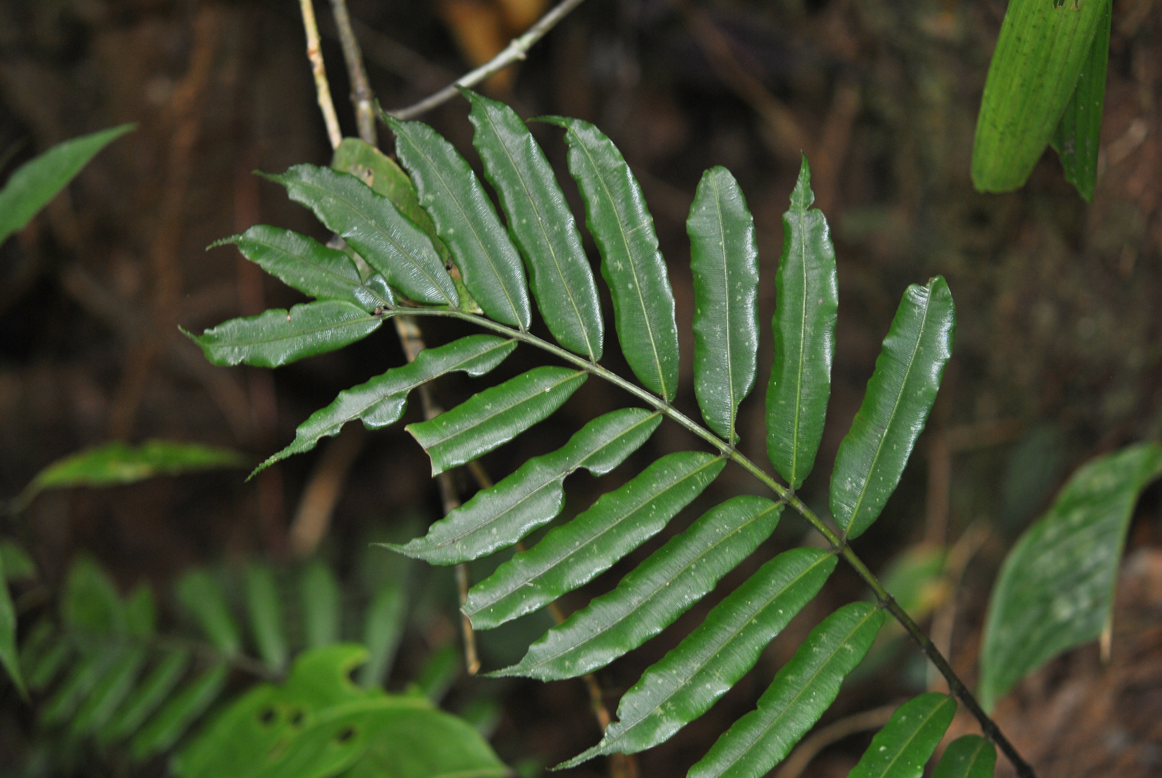 Danaea moritziana