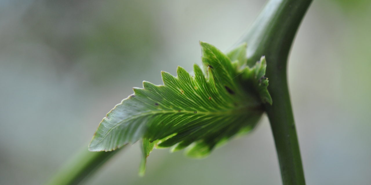 Gleichenella pectinata