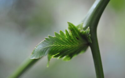 Gleichenella pectinata