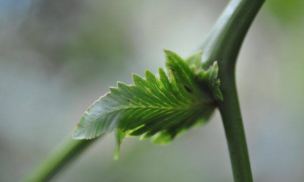 Gleichenella pectinata