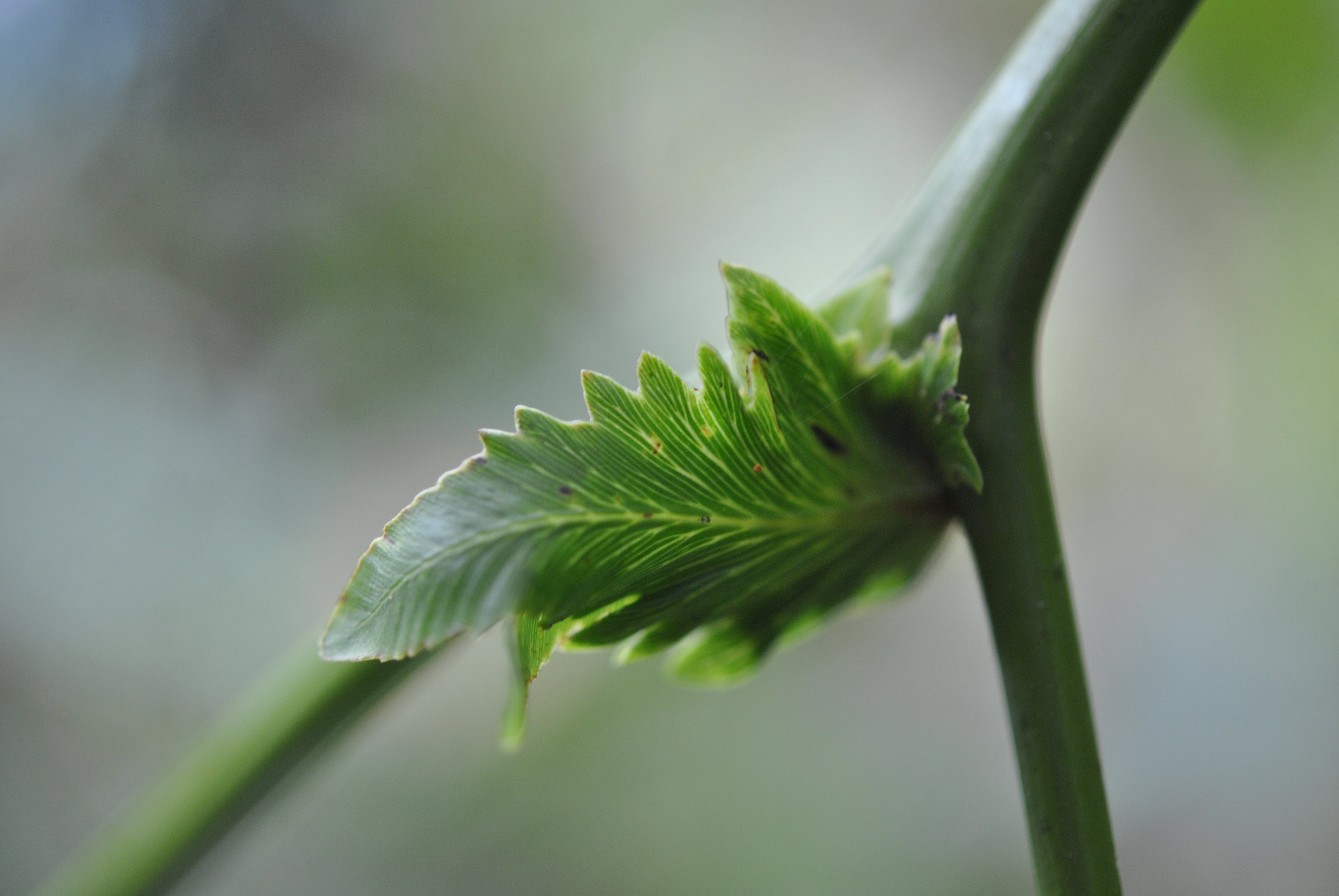 Gleichenella pectinata