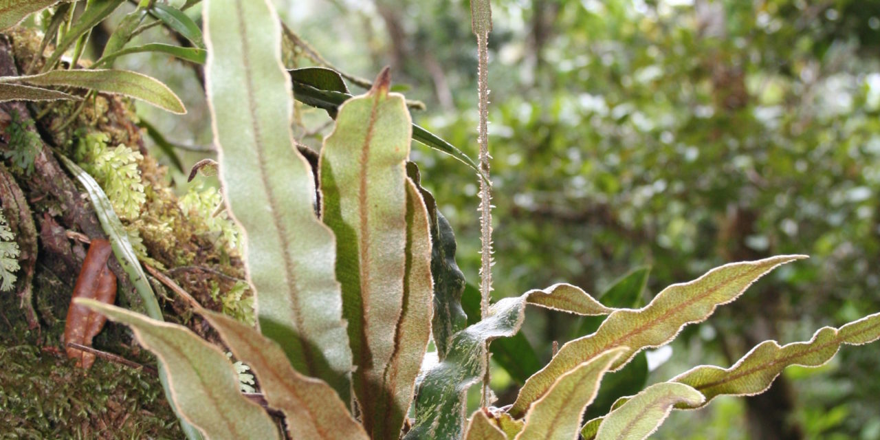 Elaphoglossum plumosum