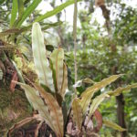 Elaphoglossum plumosum