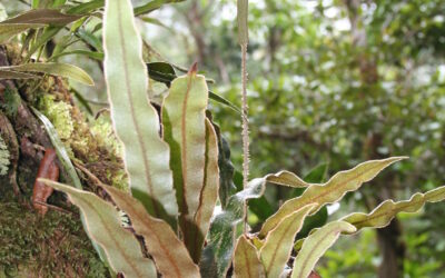 Elaphoglossum plumosum