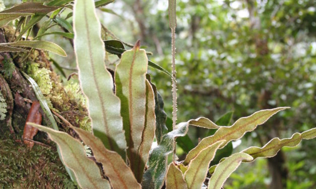 Elaphoglossum plumosum