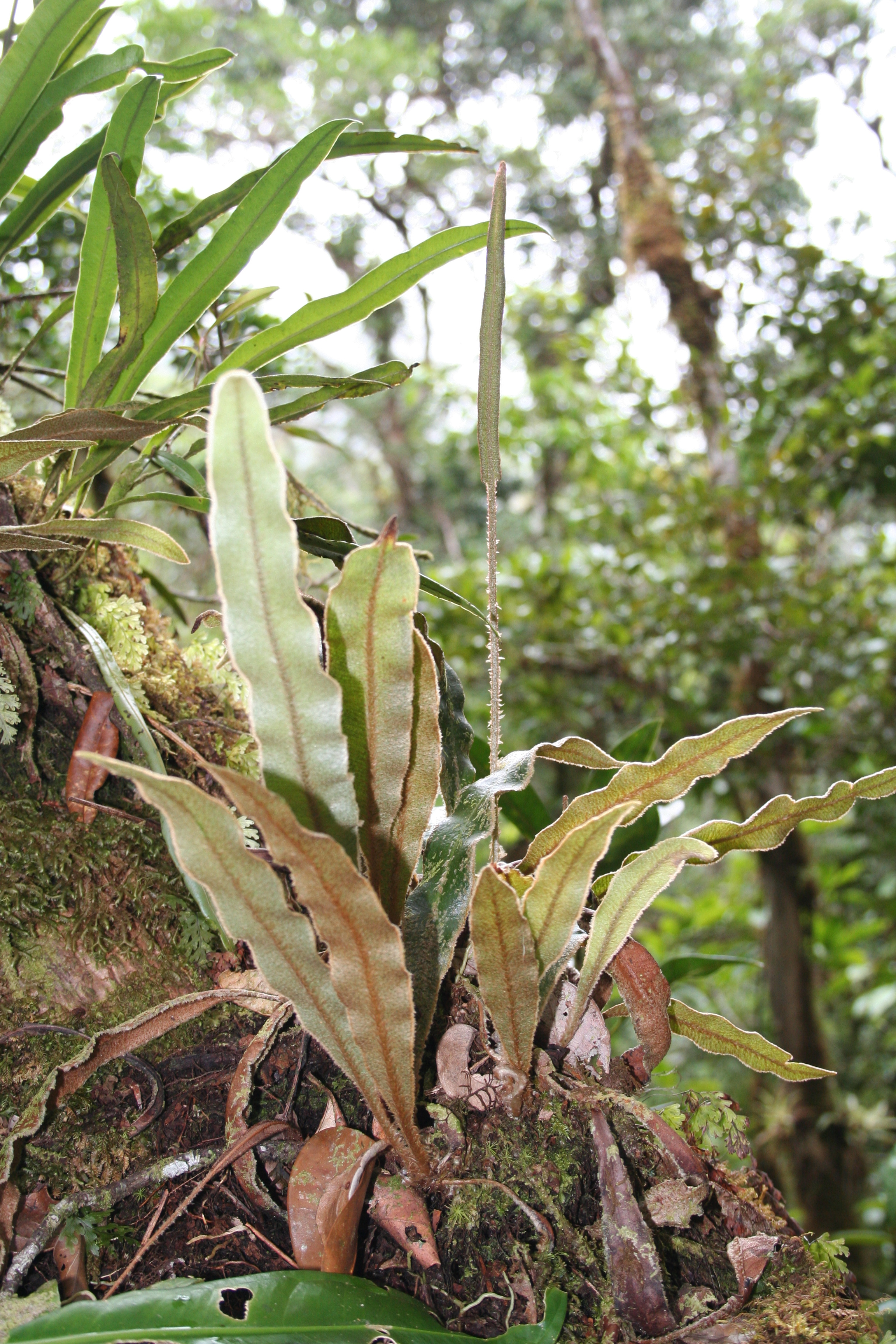 Elaphoglossum plumosum