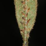 Elaphoglossum viscidum