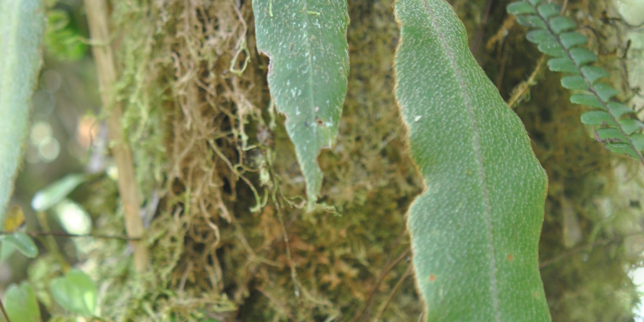 Elaphoglossum cf. rosenstockii Christ ex Rosenst.