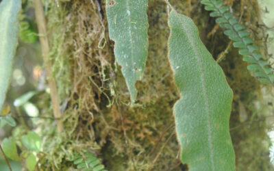 Elaphoglossum cf. rosenstockii Christ ex Rosenst.