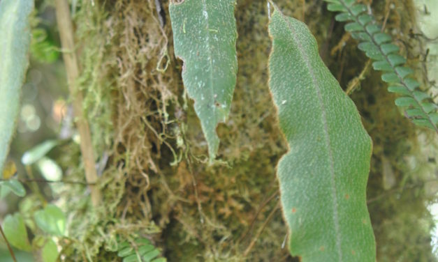 Elaphoglossum cf. rosenstockii Christ ex Rosenst.