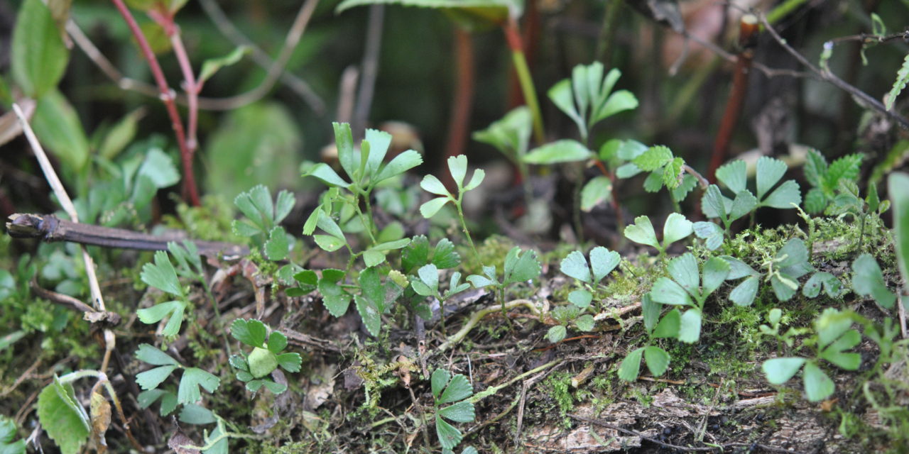 Elaphoglossum peltatum fo. flabellulatum