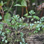Elaphoglossum peltatum fo. flabellulatum