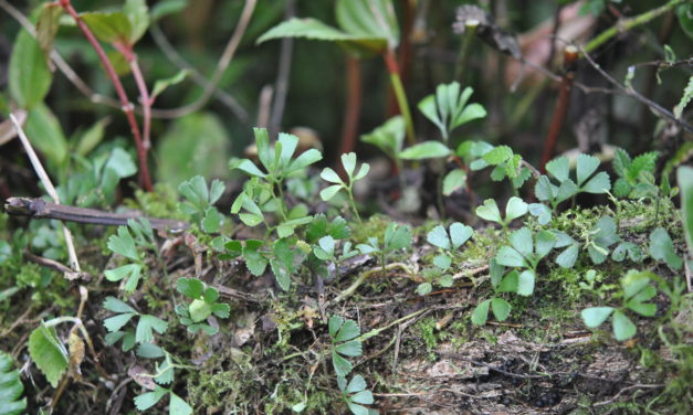 Elaphoglossum peltatum fo. flabellulatum