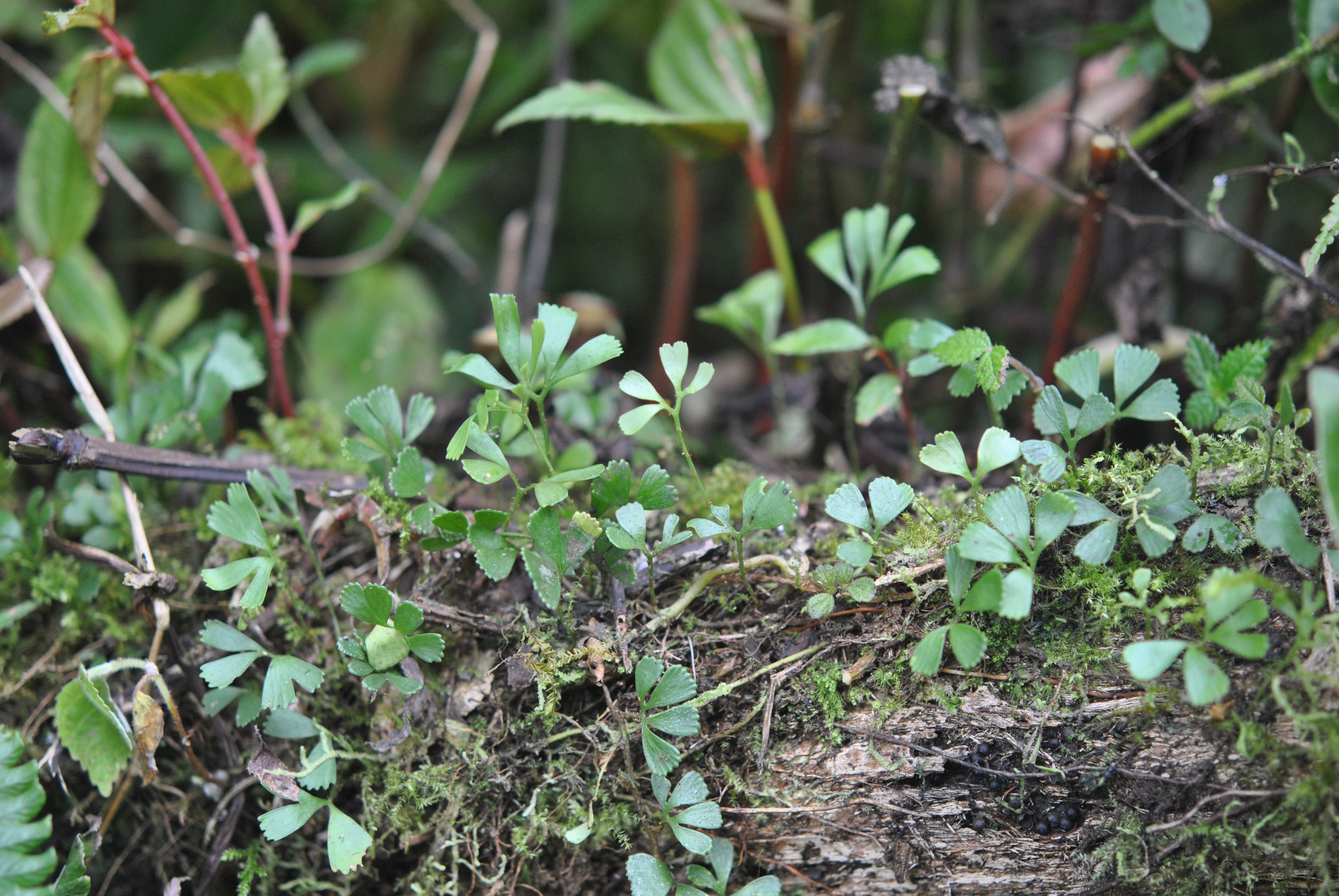 Elaphoglossum peltatum fo. flabellulatum