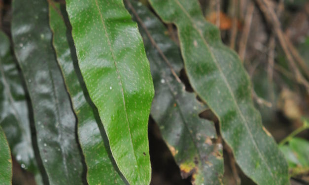Elaphoglossum wardiae