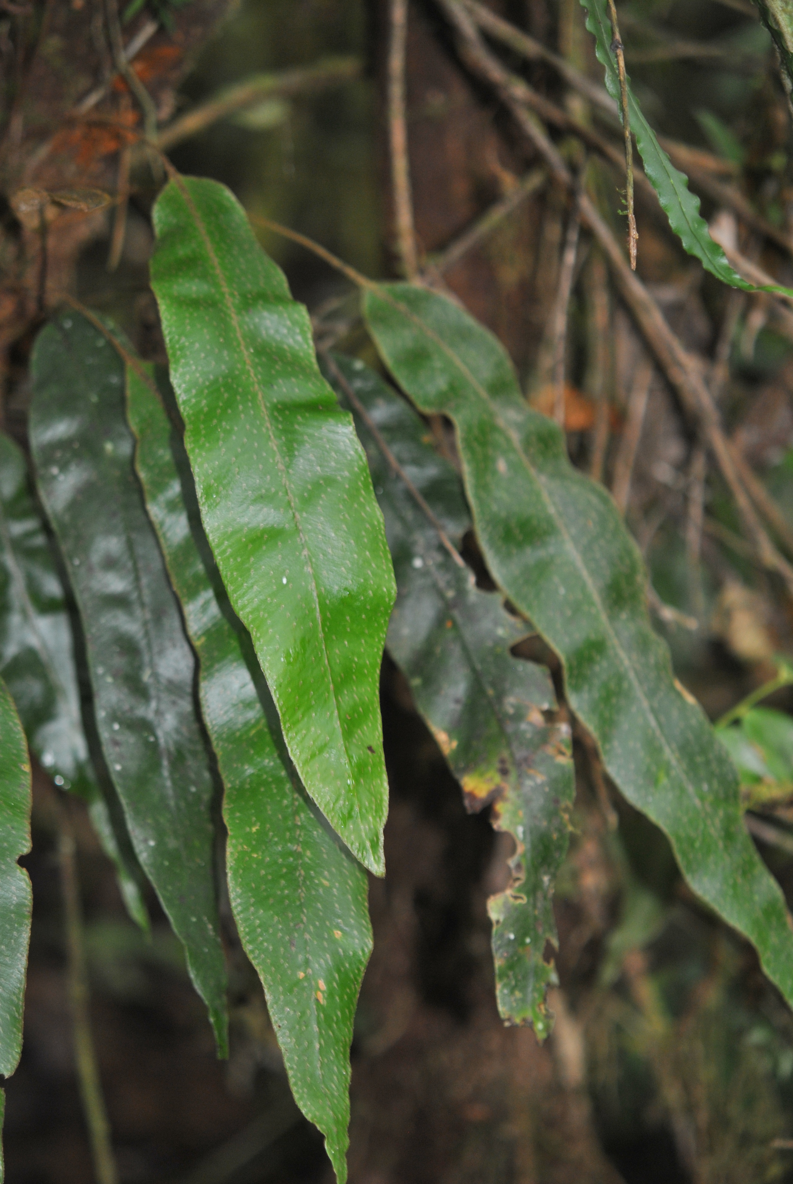 Elaphoglossum wardiae