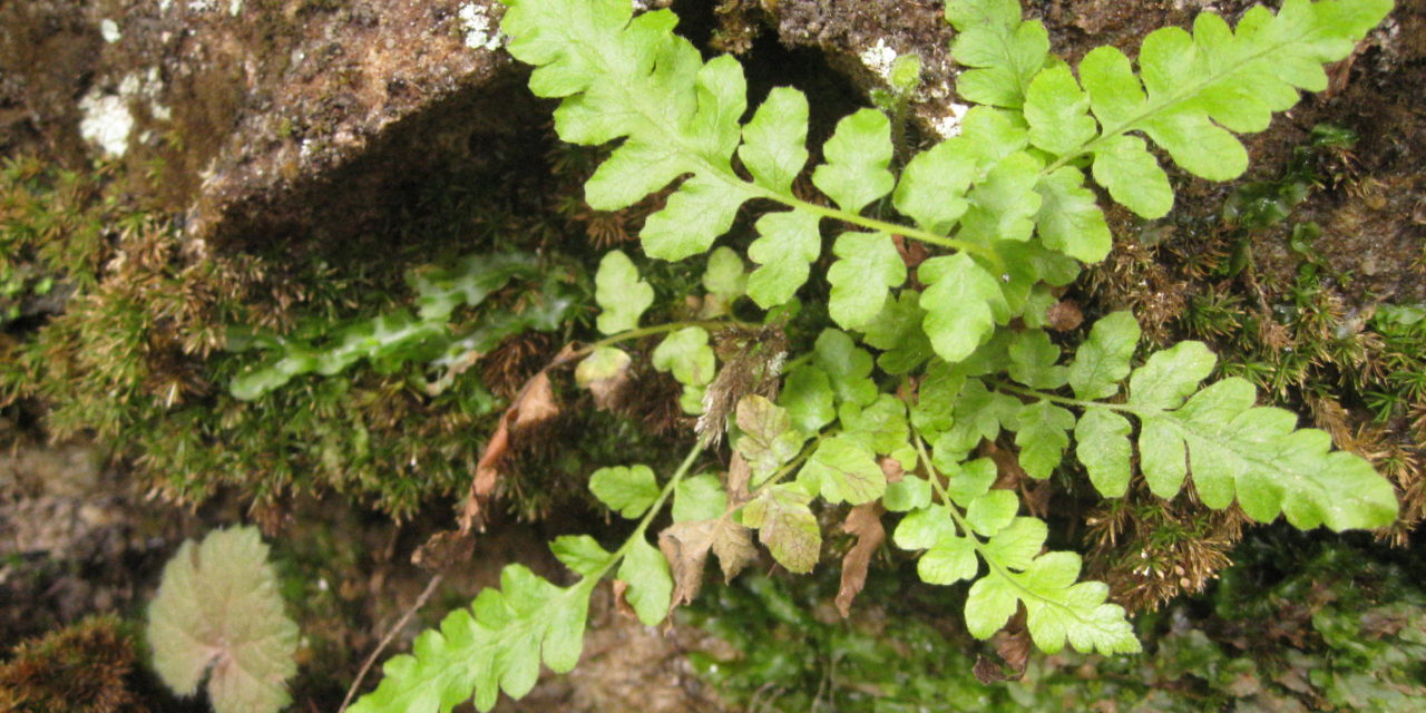 Stegnogramma burksiorum